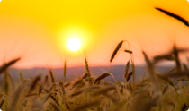 Nutritional Benefits of Grains